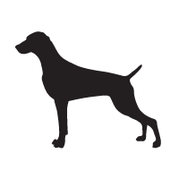 Weimaraner