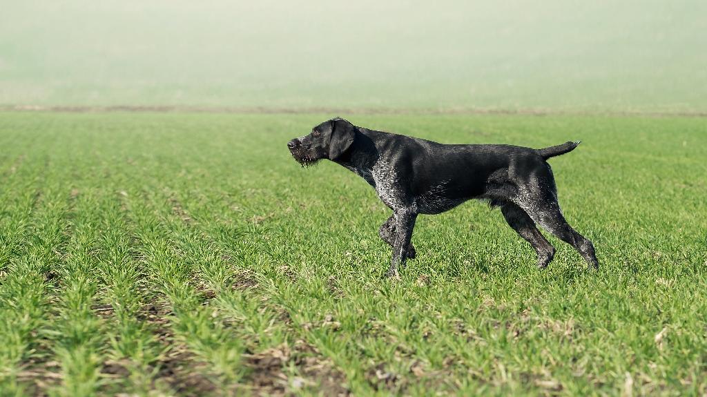 German Wirehaired Pointer