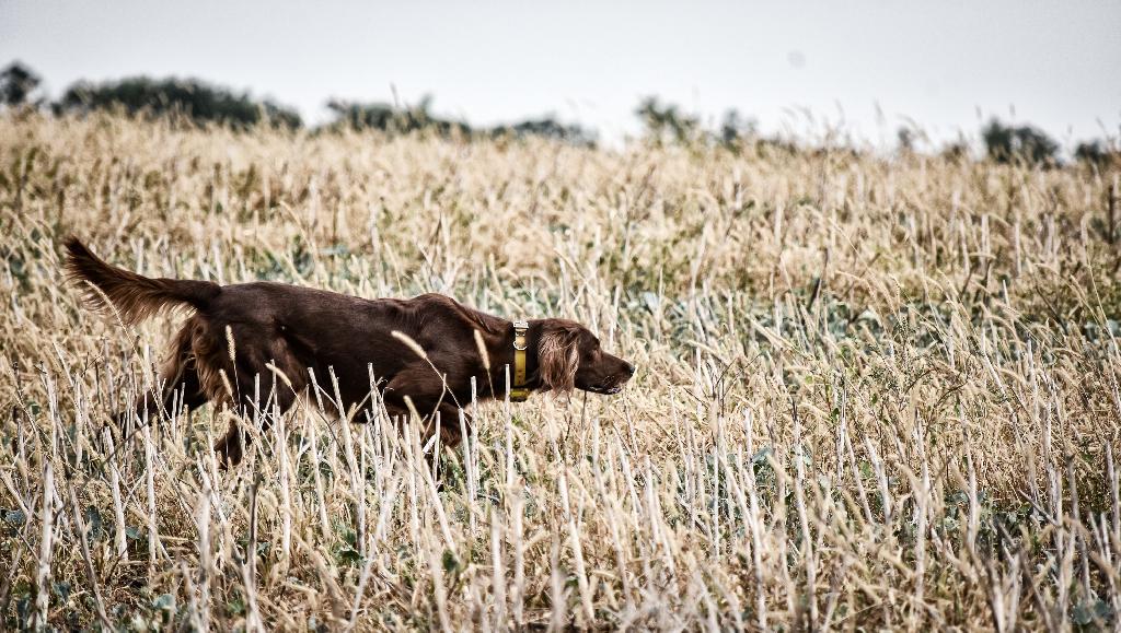 Irish Setter