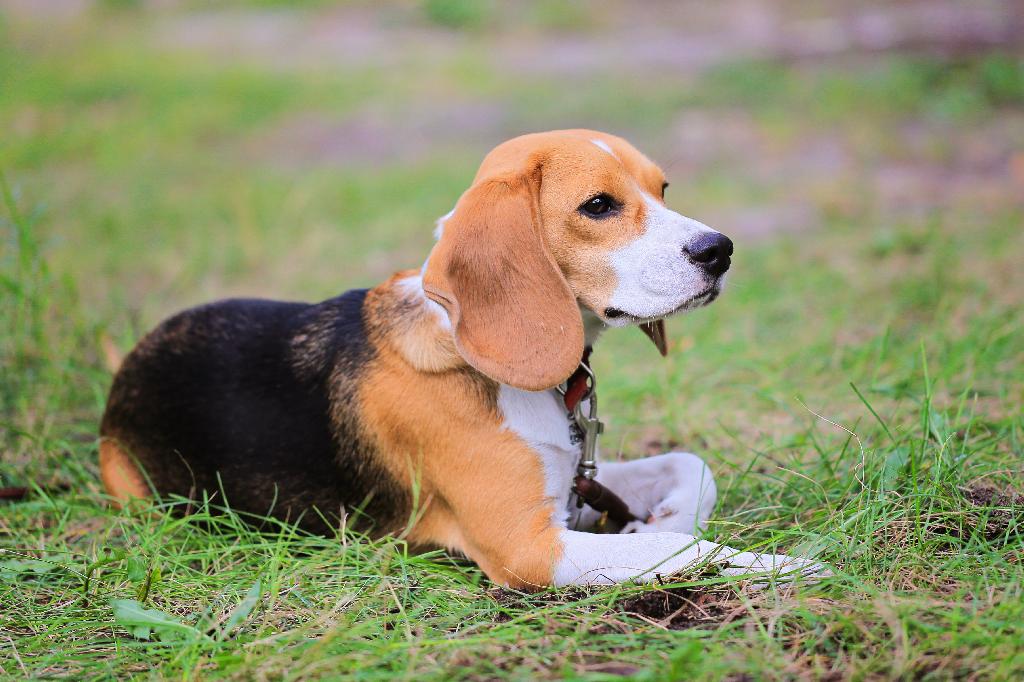 Beagle-Harrier