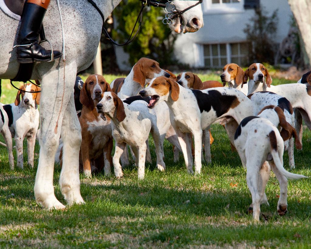 American Foxhound