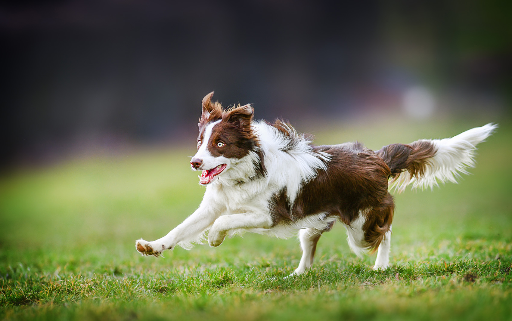 Border Collie